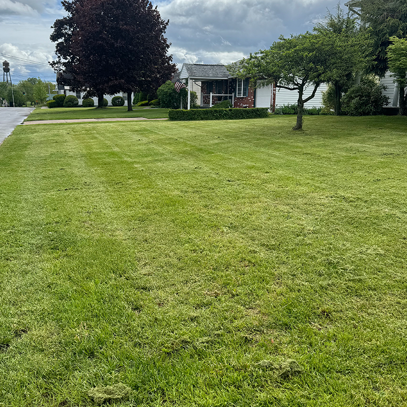 Freshly mowed front lawn