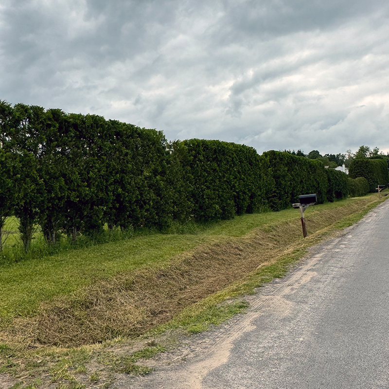 Row of freshly trimmed trees along a roadway